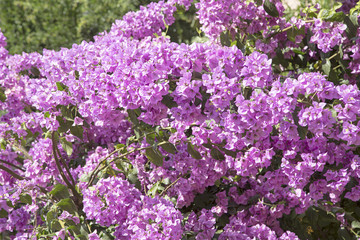 Bougainvillea