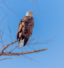 Bald eagle at the Klamath National Wildlife Refuge in northern California