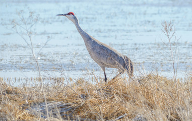 Sandhill crane at the Klamath National Wildlife Refuge in northern California