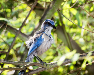 A California Scrub-Jay (Aphelacoma californica) perches in a tree, Franklin Canyon, Los Angeles, CA, USA.