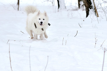 White Siberian Husky run on the snow