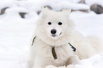 White siberian husky lying down on the snow