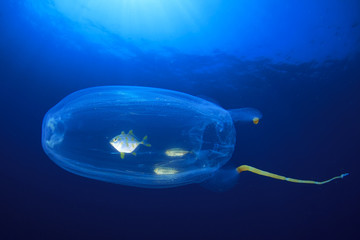 Juvenile fish shelter inside salp jellyfish