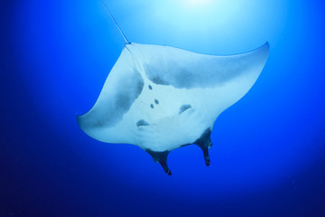 Manta Ray. Oceanic Manta (Manta birostris)