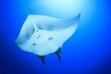 Manta Ray. Oceanic Manta (Manta birostris)
