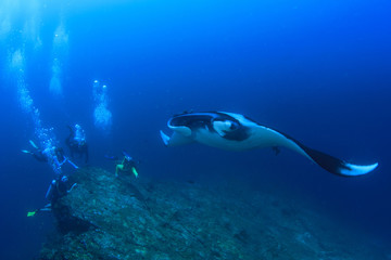 Scuba dive with manta ray