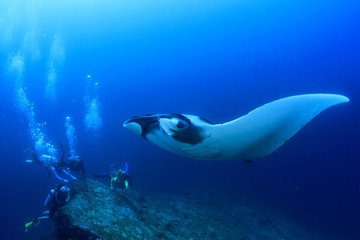 Scuba dive with manta ray © Richard Carey