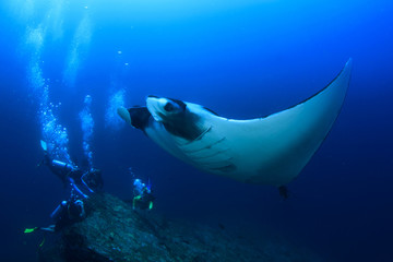 Scuba dive with manta ray