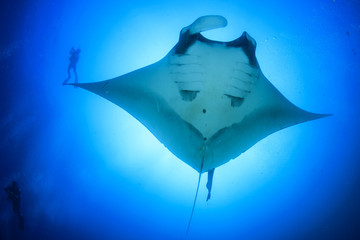 Scuba dive with manta ray