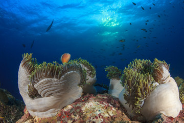 Clownfish anemonefish fish on underwater ocean coral reef