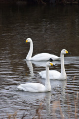 川の白鳥たち