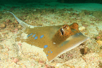 Fototapeta premium Kuhl's Stingray