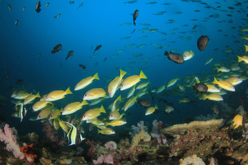 Fototapeta na wymiar Coral reef underwater. Scuba dive in ocean. Sea fish on colourful reef