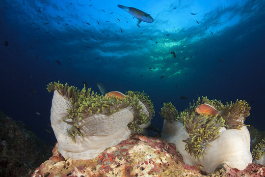 Clownfish anemonefish fish on underwater ocean coral reef