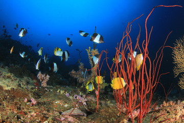 Butterflyfish fish coral reef underwater