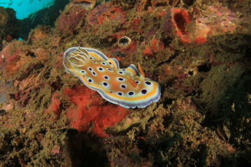 Nudibranch - Chromodoris sea slug