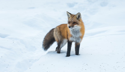 Beautiful nature, portrait of  Red fox (Vulpes vulpes) in a winter woods.  Wild animal emerges from a winter woodland, visits cottages & hunts, scavenges for food.