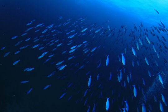 Sardines fish shoal underwater. Fish on coral reef. Fish in sea ocean