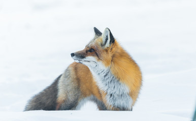Beautiful nature, portrait of  Red fox (Vulpes vulpes) in a winter woods.  Wild animal emerges from a winter woodland, visits cottages & hunts, scavenges for food.
