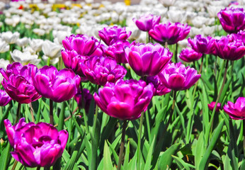 Obraz premium Terry purple and white double tulips. Background