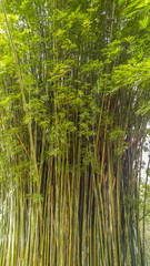 Fototapeta na wymiar copse of Bamboo trees clump