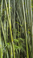 close upp of bamboo stalks at Kanapaha Gardens - Gainesville, Florida