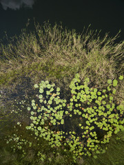 Overhead view of shoreline grasses and lily pads