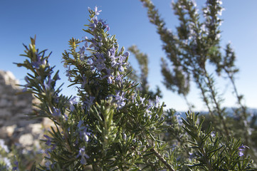 Rosemary camphor wild plant (Rosemarinus officinalis)