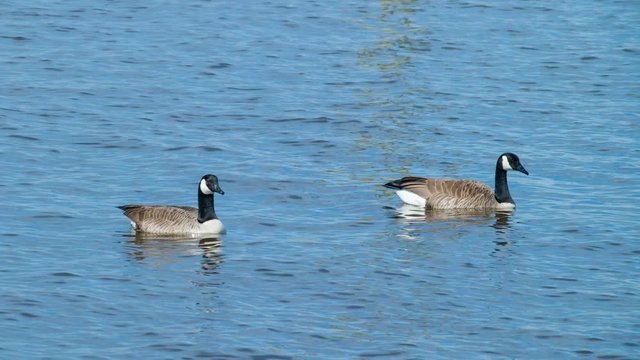 Canadian Geese Close-up in Outer Banks North Carolina Floating on Currituck Sound Water on a Sunny Day in Winter Season