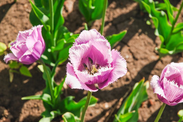 Breeding purple fringed Tulip (Tulipa), a variety of Canova