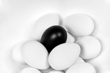 White Eggs and one Black Egg