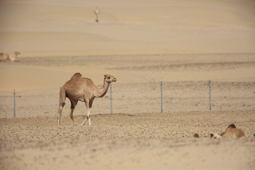 Dromedary (Camelus dromedarius) in UAE
