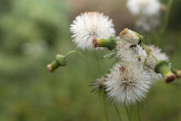 green wild herbal grass flowers (Vernonia cinerea Less., Little ironweed) with blur background