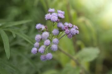 green wild herbal grass flowers (Vernonia cinerea Less., Little ironweed) with blur background
