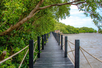 Naklejka na ściany i meble mangrove forest