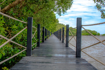 mangrove forest