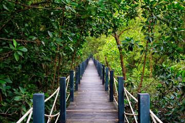 mangrove forest