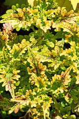Green coleus ornamental foliage plant close up