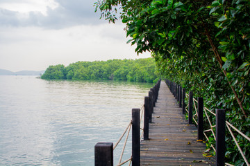 Naklejka premium mangrove forest