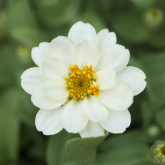 Close up white flower over green nature background