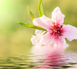 Obraz na płótnie Canvas Peach blossom and water reflection