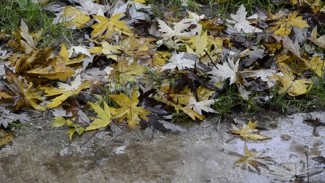 M&ugrave;a thu Oto&ntilde;o Sonbahar H&ouml;st Autunno 秋季 Syksy Vjeshta Autumn Herbst Jesen Automne Herfs خريف Podzim &Phi;&theta;&iota;&nu;ό&pi;&omega;&rho;&omicron; Աշուն סתיו Ősz  Осень Jesień Toamnă 秋 Outono 가을 पतझड़ Jesen Ruduo Haust ಶರತ್ಕಾಲ 