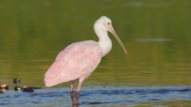 Roseate Spoonbill preening very close in beautiful light
