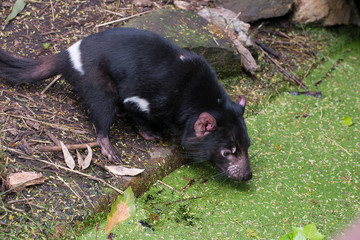 Tasmanian Devil drinks water from pond