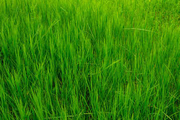 Grass field