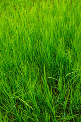 Grass field