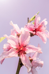 Peach blossoms in the spring