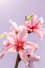 Naklejka premium Peach blossoms in the spring