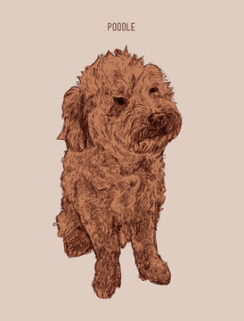 Poodle  dog vector illustration. Hand drawn dog sketch.