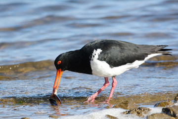 Oyster catcher